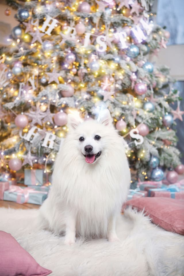 Japanese Spitz sitting in front of a Christmas tree