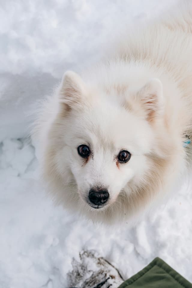 Adult white Japanese Spitz with a fluffy coat